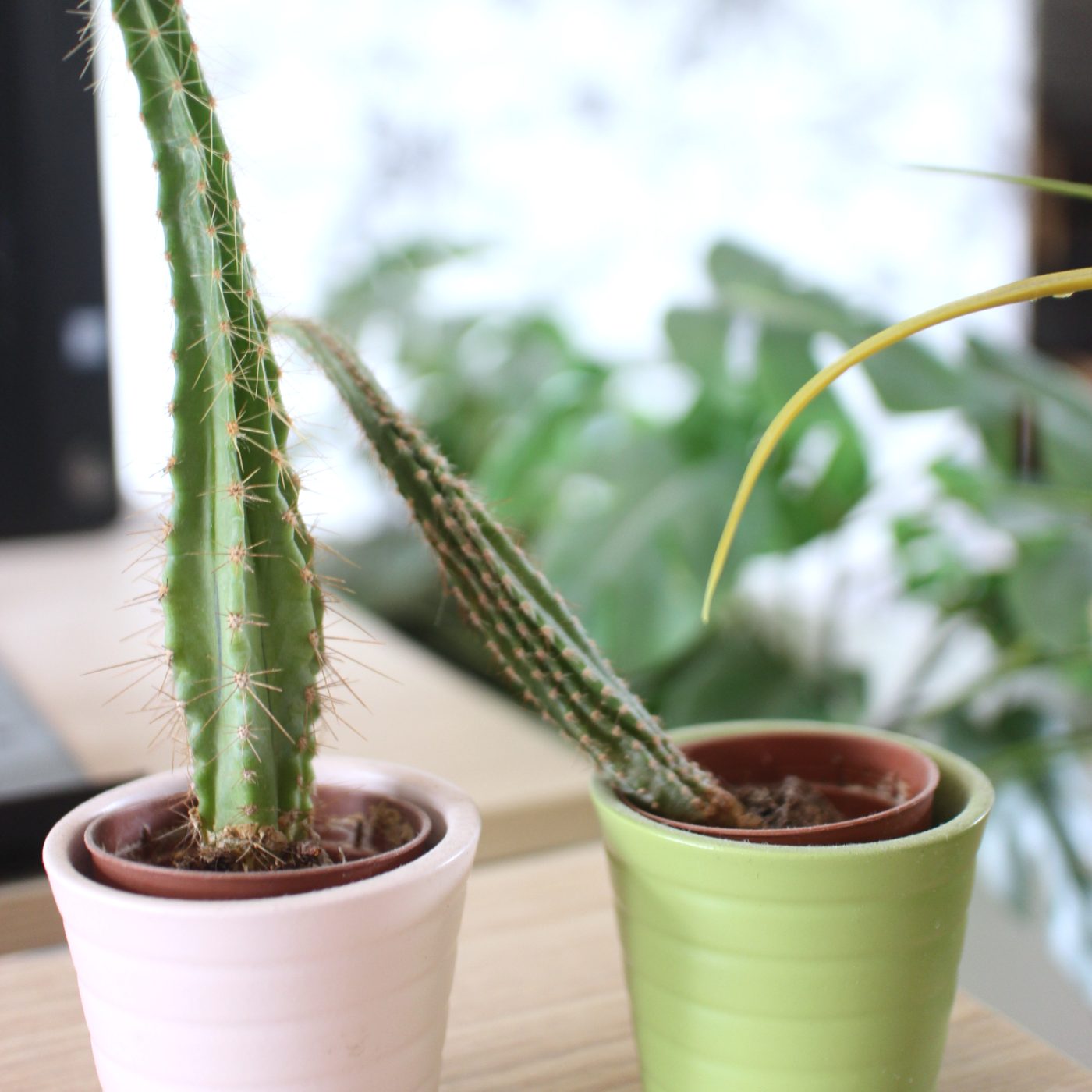Cactus sur un bureau