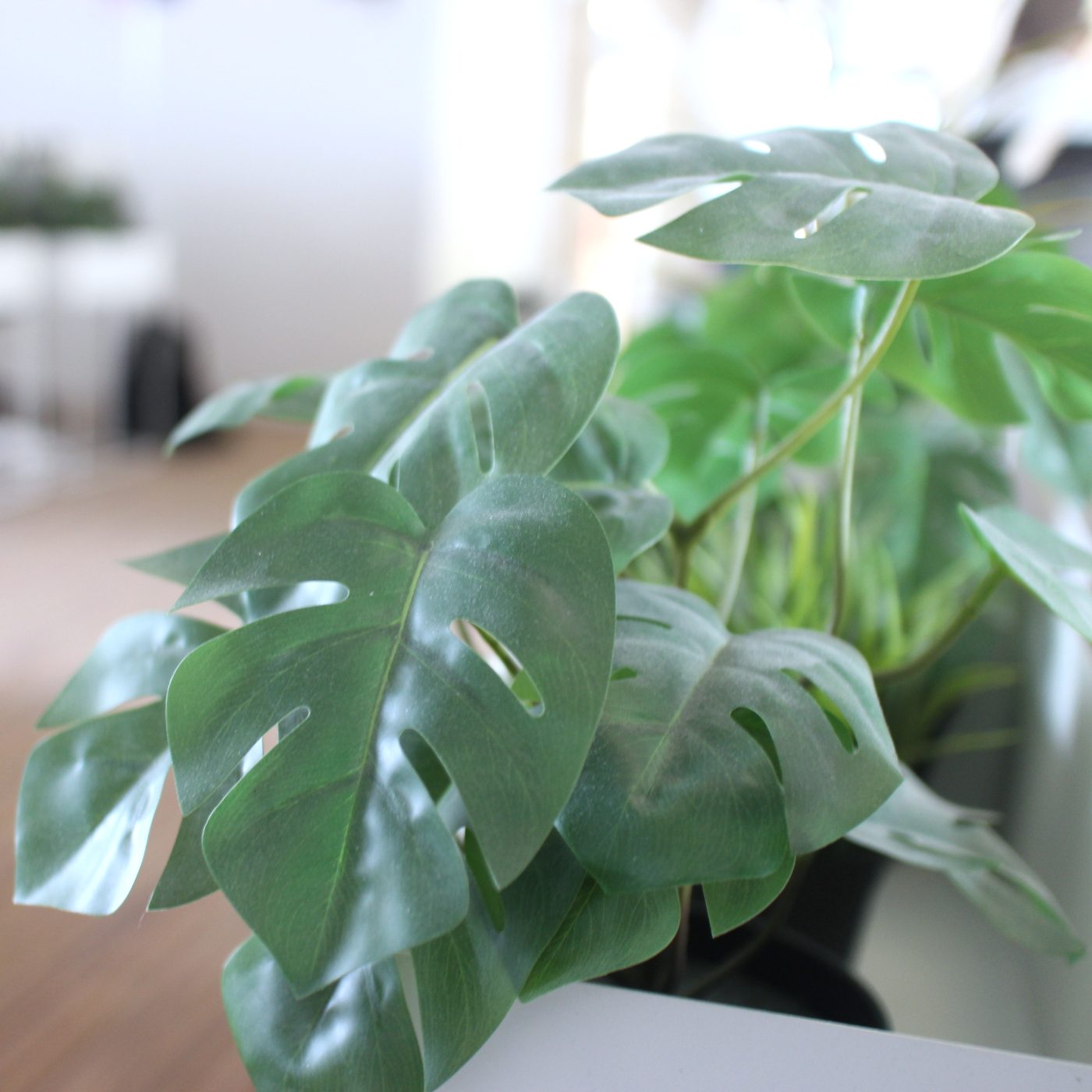 Plantes dans l'open space